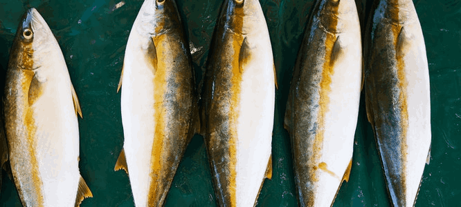 Hoe gezond of ongezond is het eten van vis - Voedingsadvies Utrecht